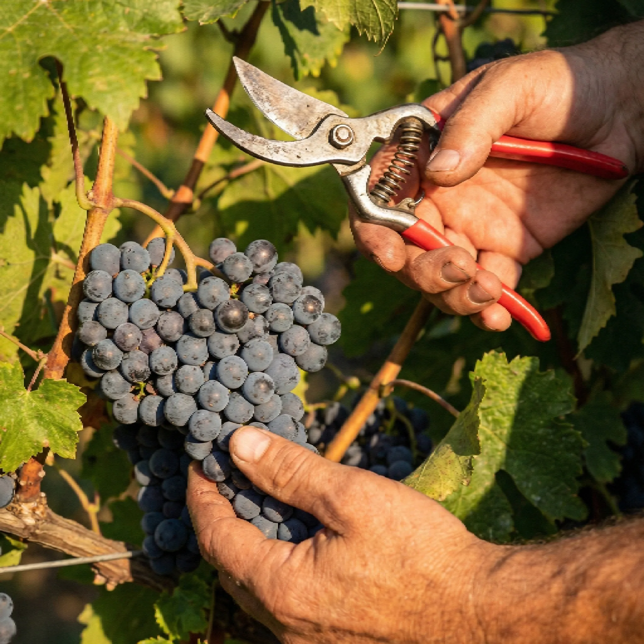 domaine de la grande palliere correns vins bio